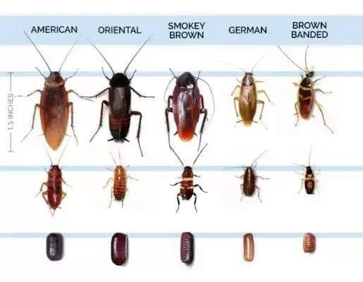 Image of common types of roaches to help differentiate between the species and identify german roaches. 